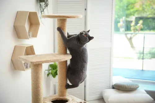 Cat climbing scratching post