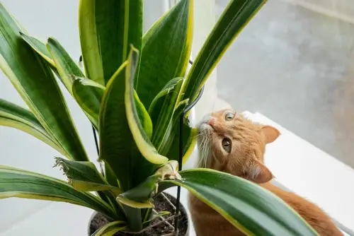 Ginger cat biting house plant