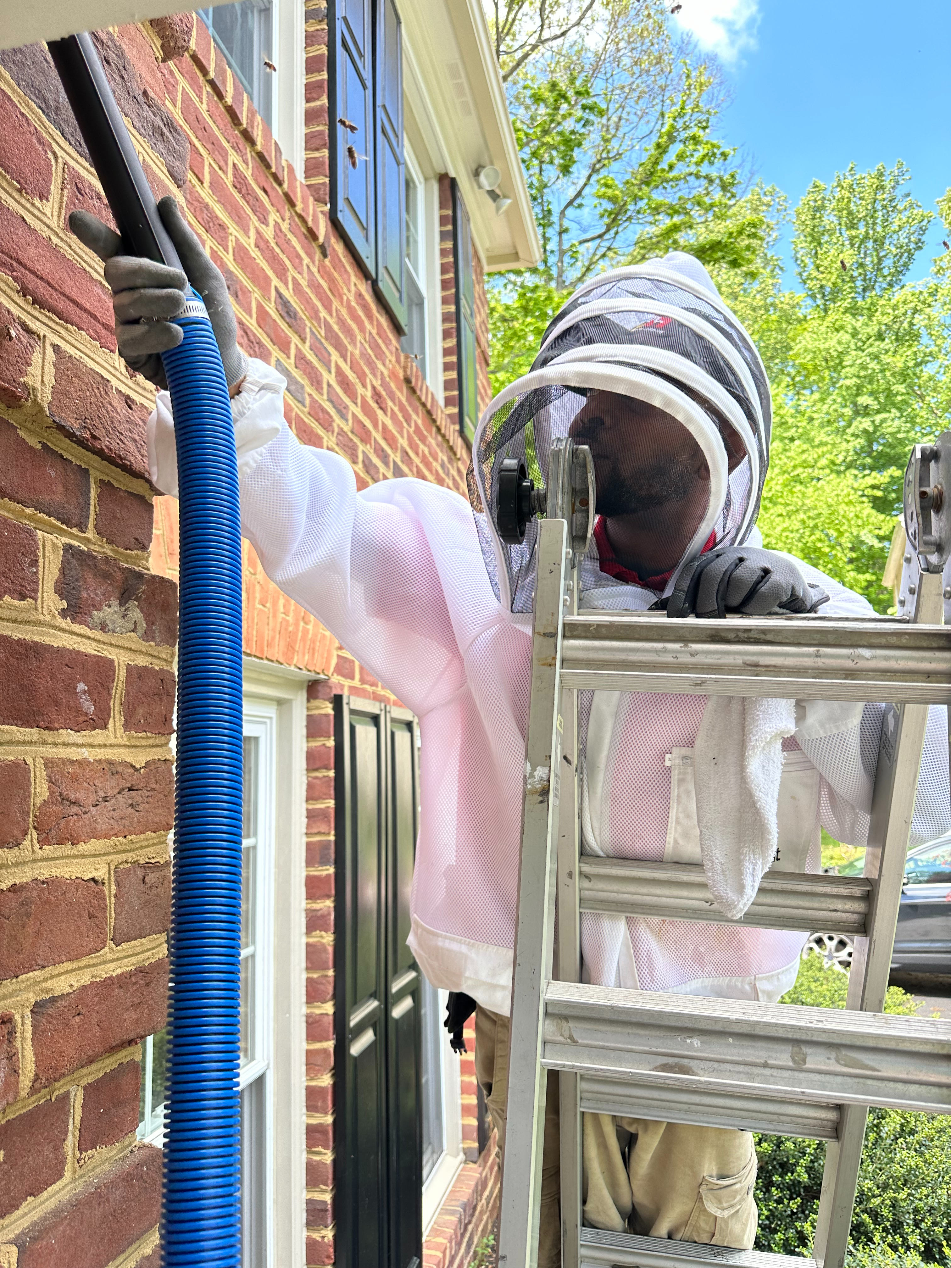 Professional honey bee removal in Manassas, VA by Mr. Handyman.